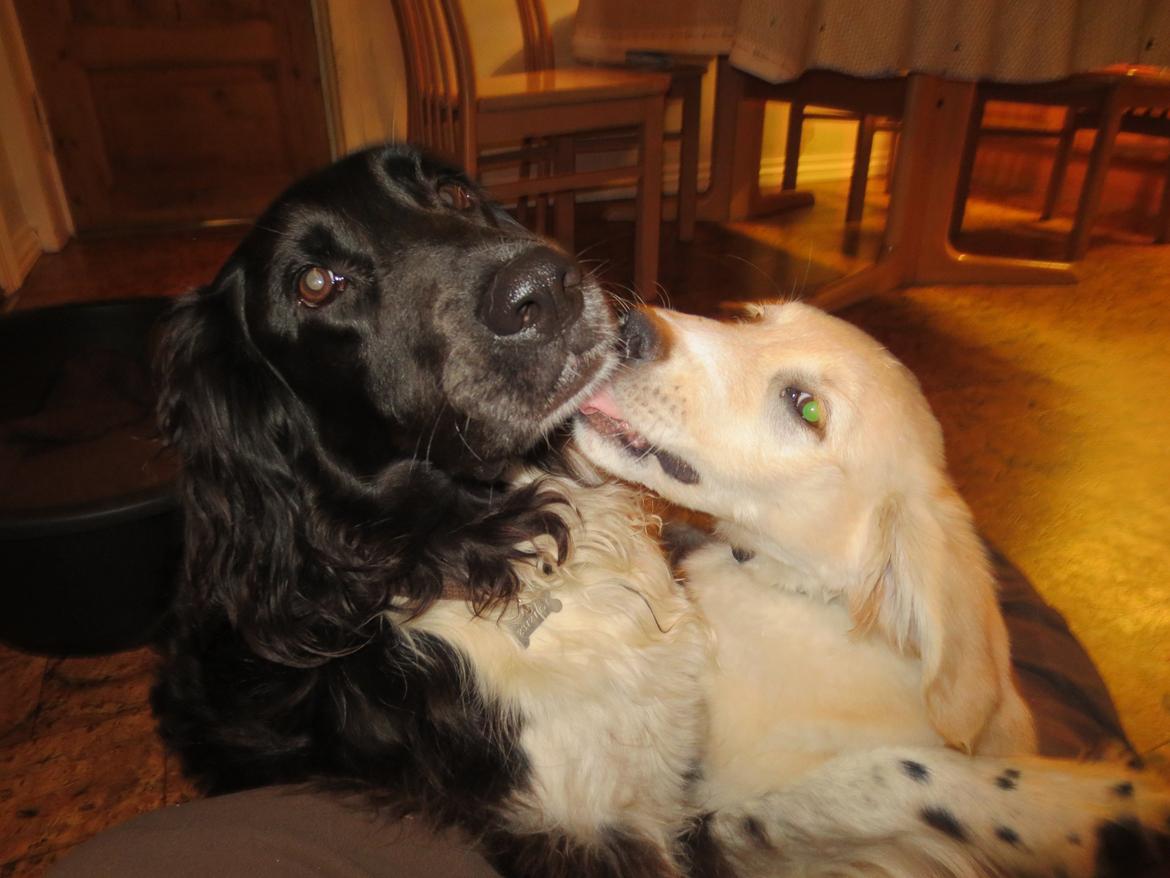 Blanding af racer Balder Himmelhund  billede 13