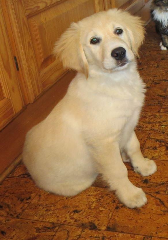 Blanding af racer Balder Himmelhund  billede 6