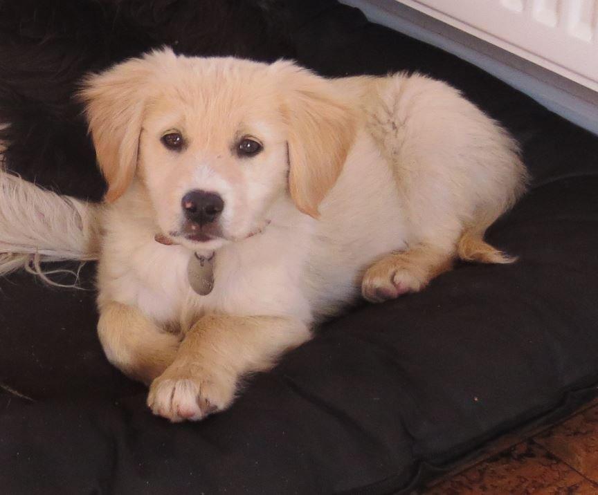 Blanding af racer Balder Himmelhund  billede 5