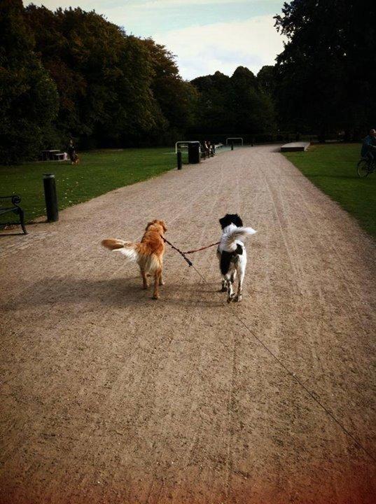 Golden retriever Murphy [har luftet] billede 1