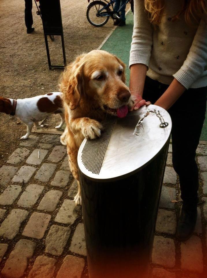 Golden retriever Murphy [har luftet] billede 2