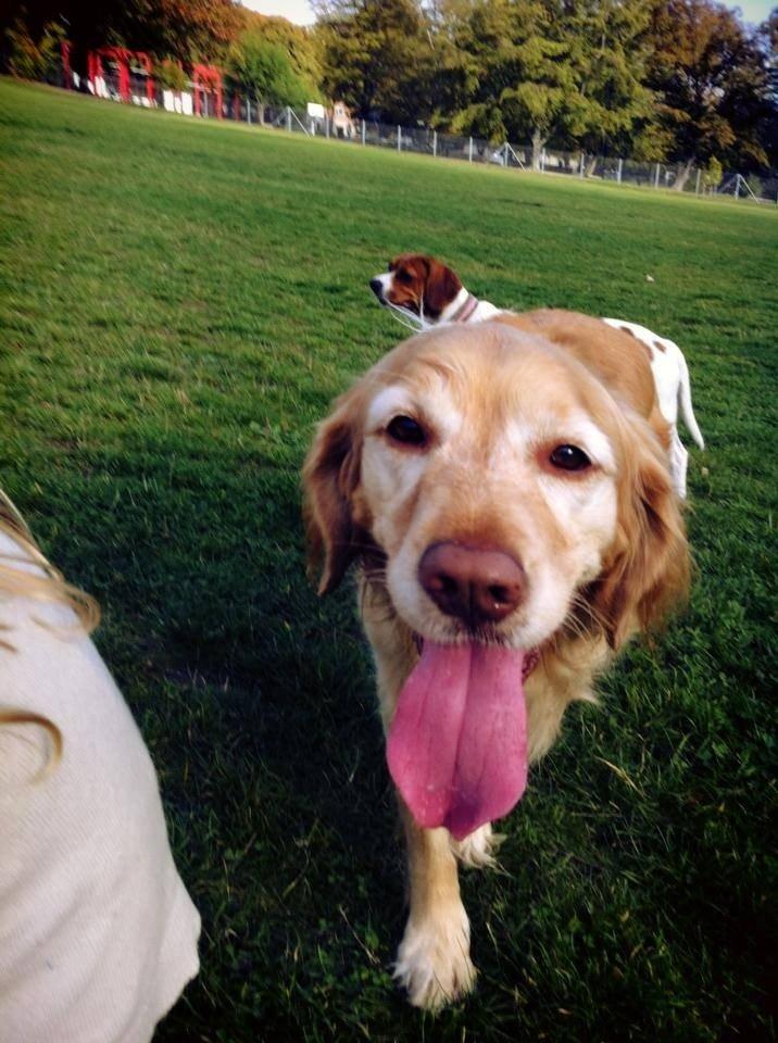 Golden retriever Murphy [har luftet] billede 3