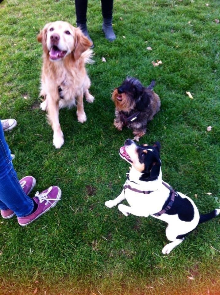 Golden retriever Murphy [har luftet] billede 4