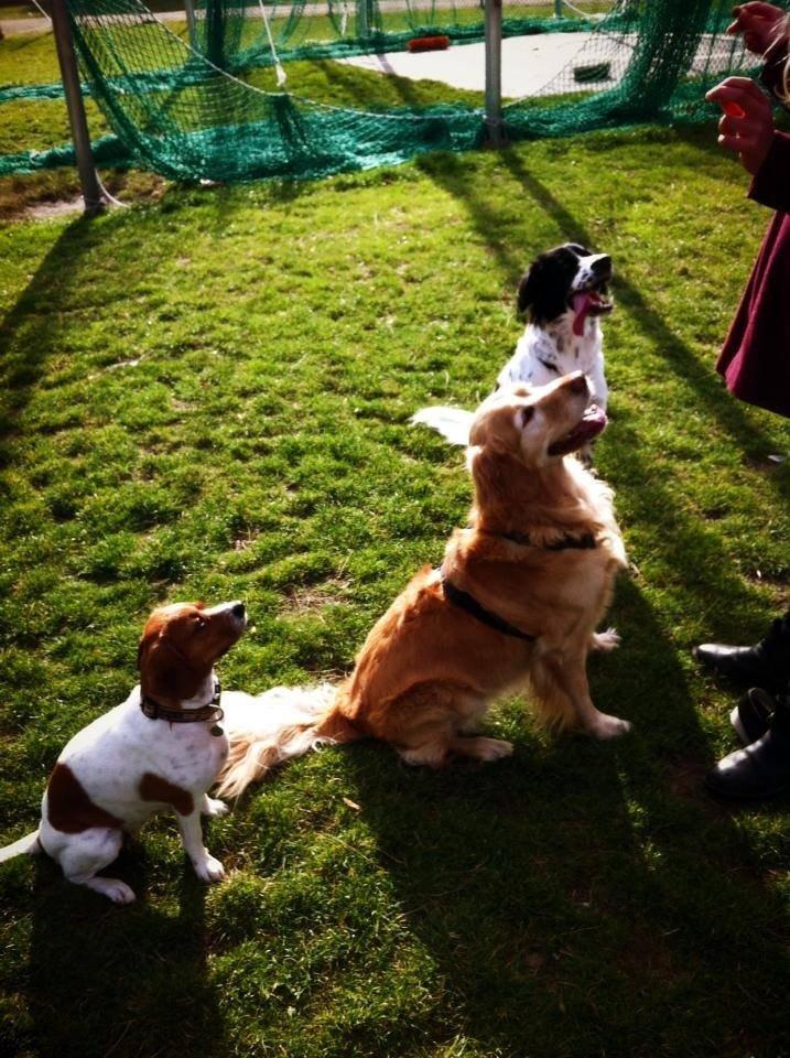 Golden retriever Murphy [har luftet] billede 5