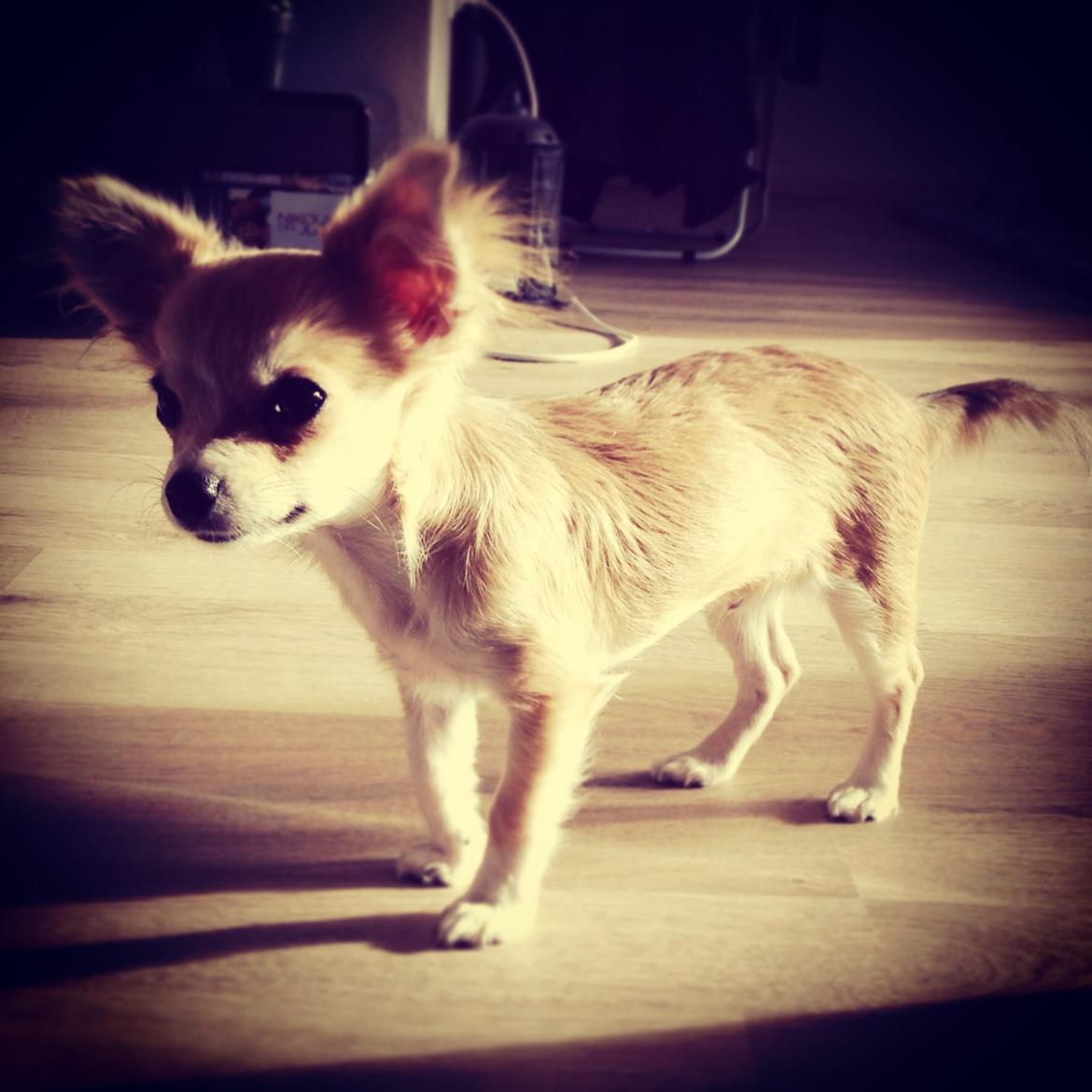 Chihuahua Milo [RIP] billede 1
