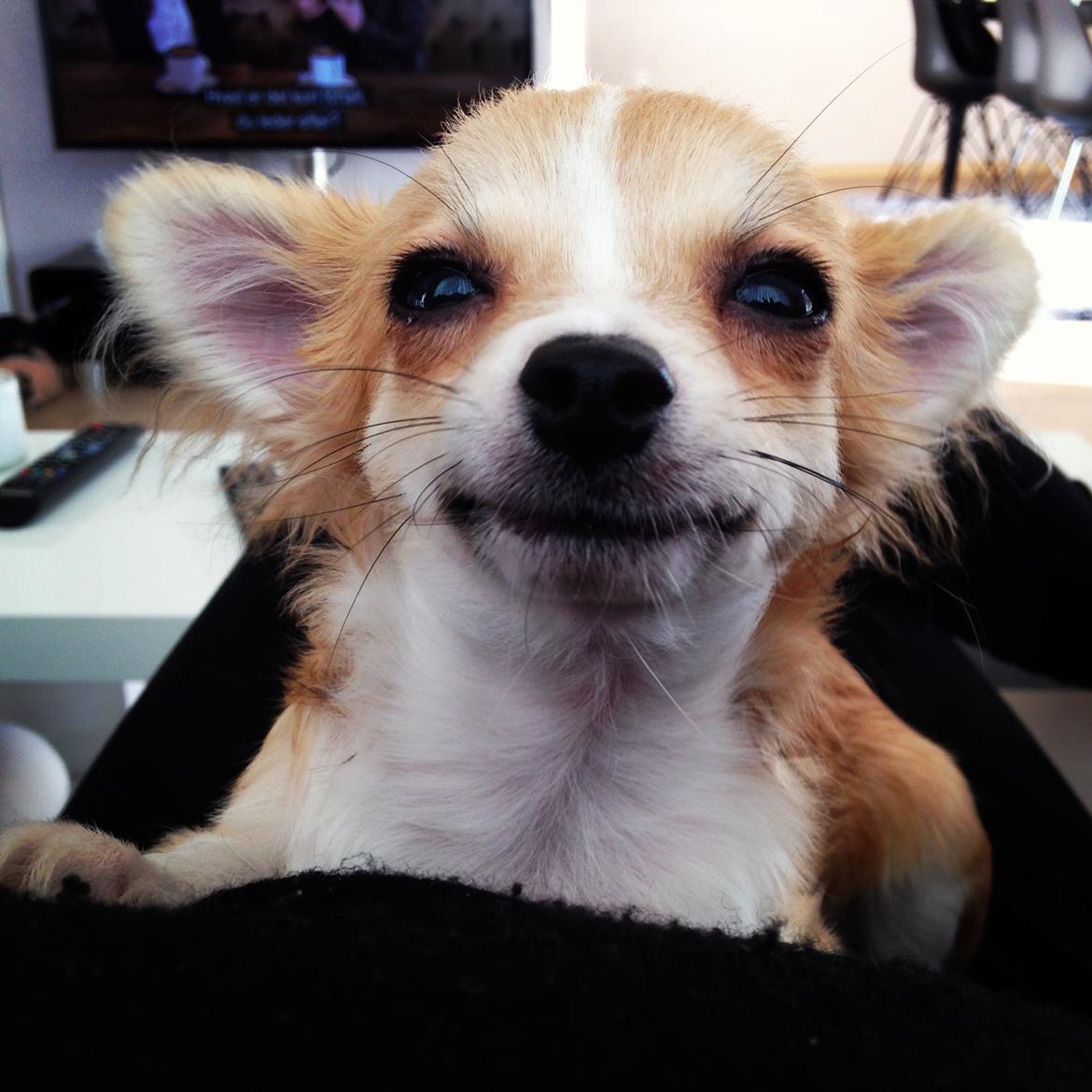 Chihuahua Milo [RIP] billede 4