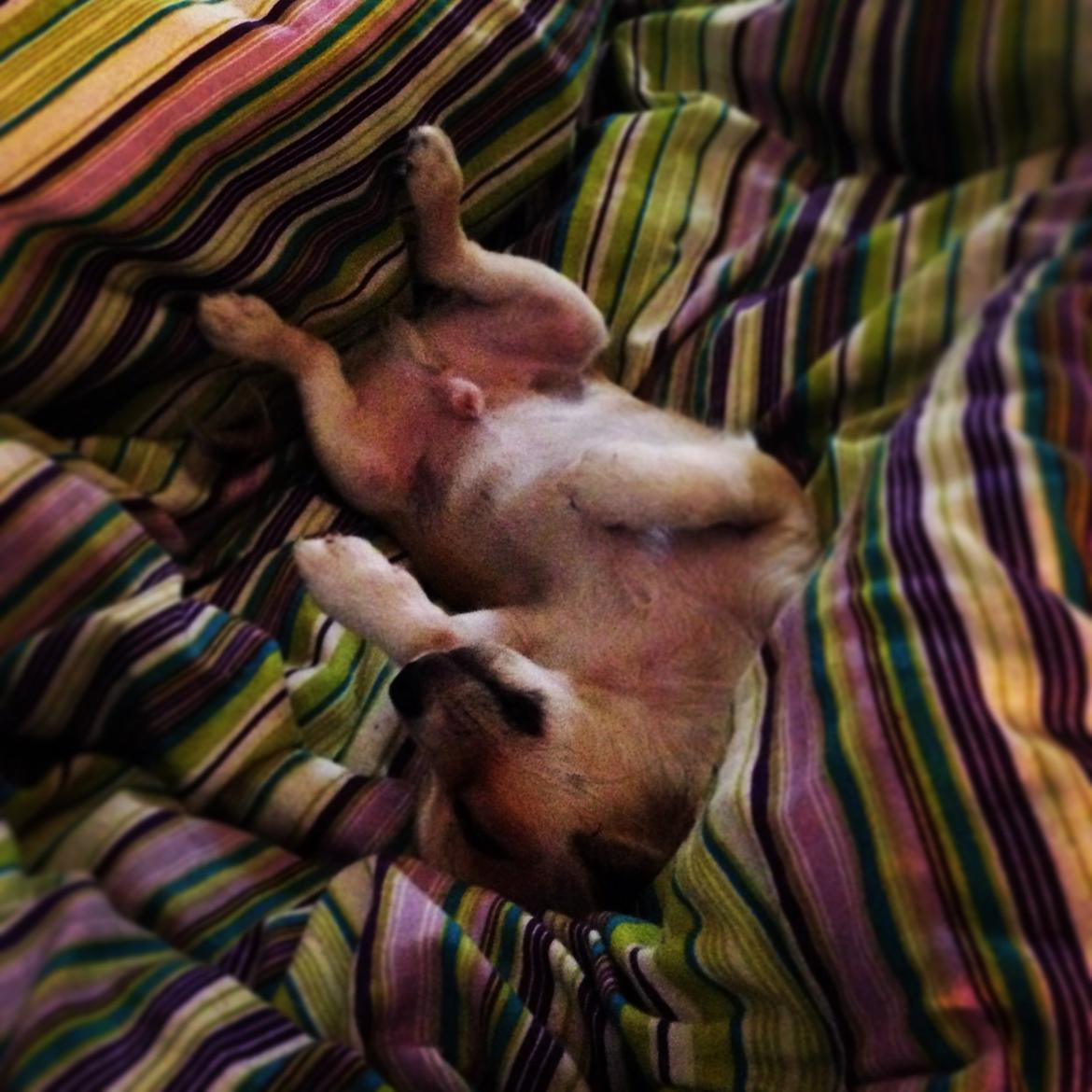 Chihuahua Milo [RIP] billede 5