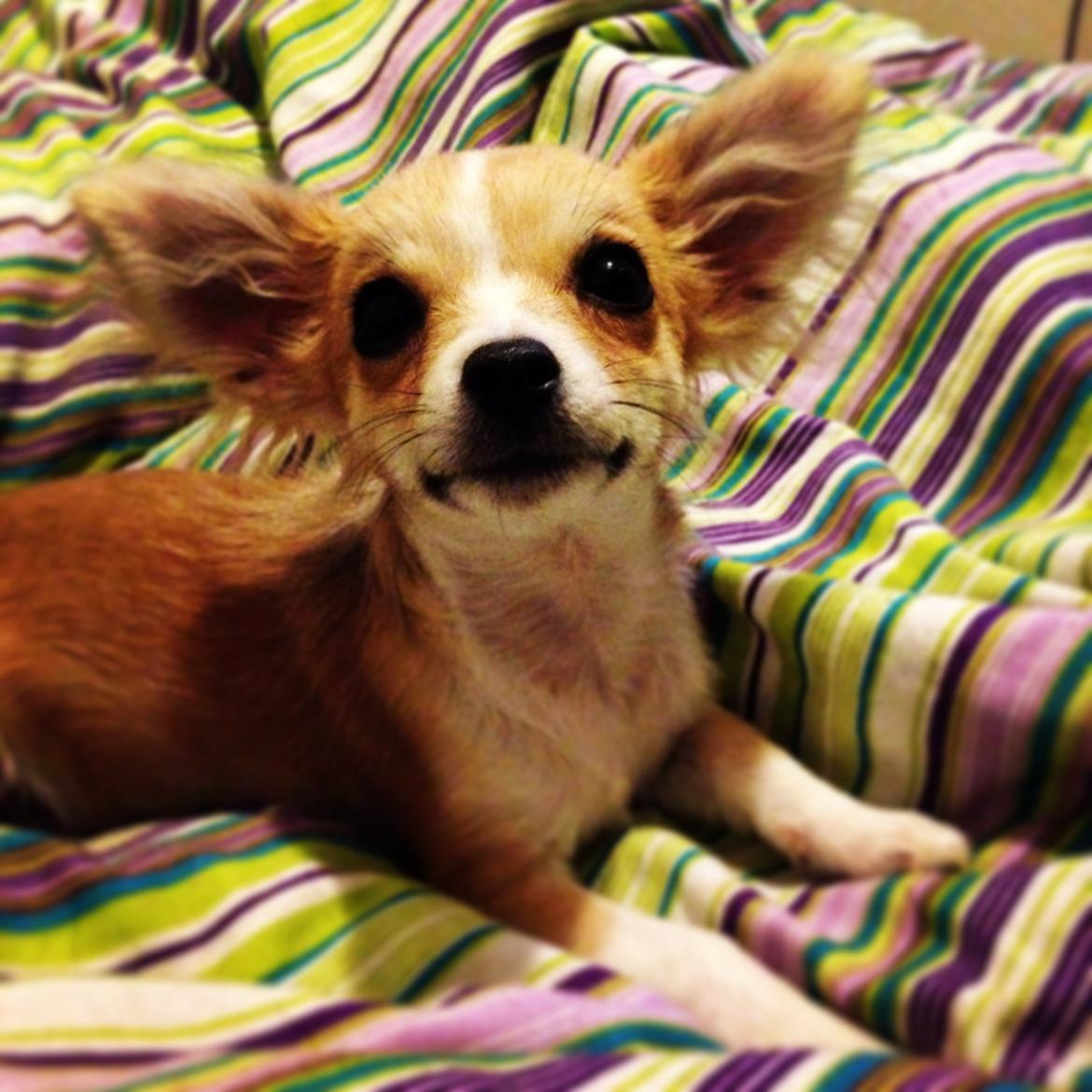 Chihuahua Milo [RIP] billede 6