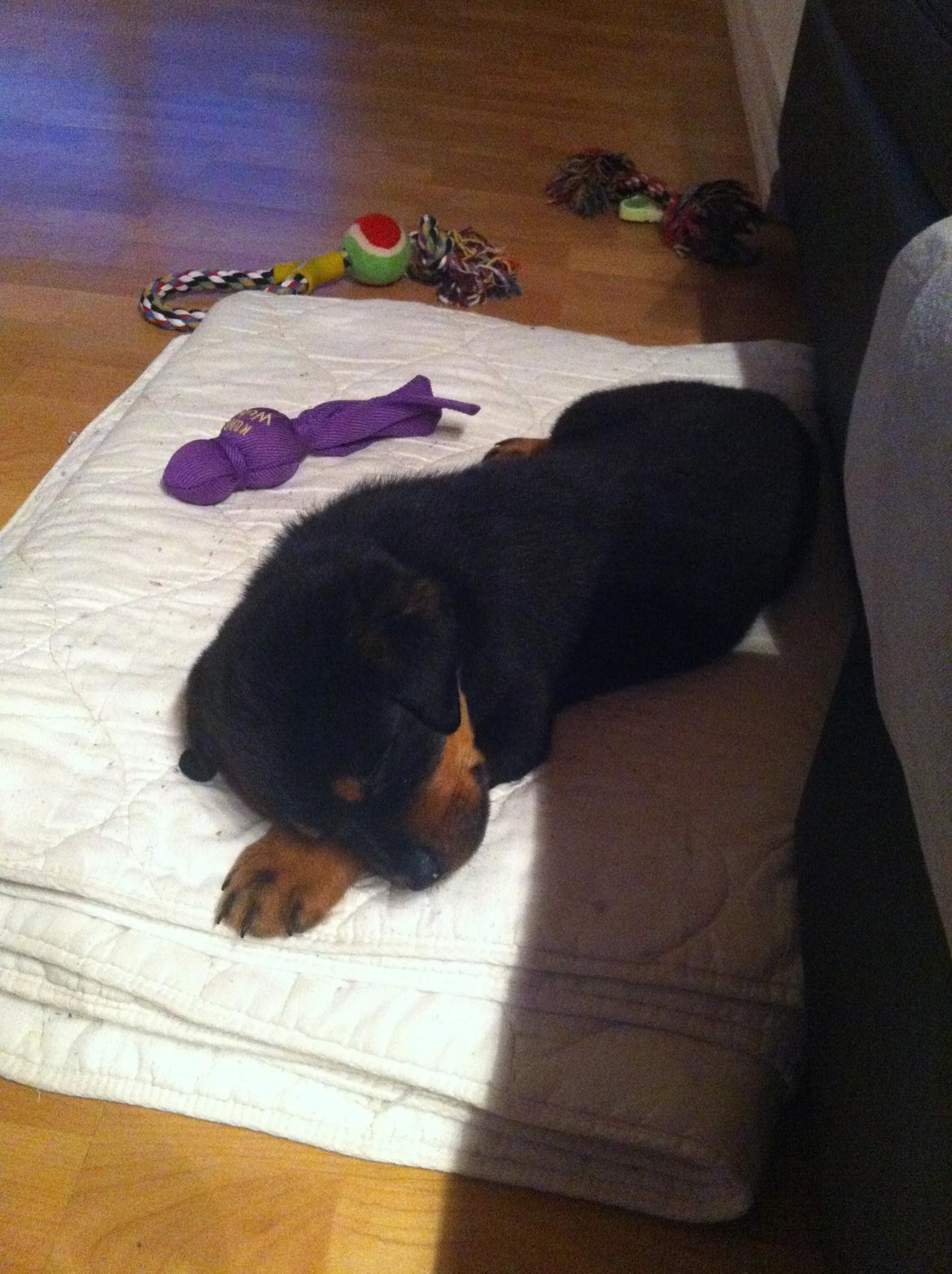 Rottweiler Molly billede 7
