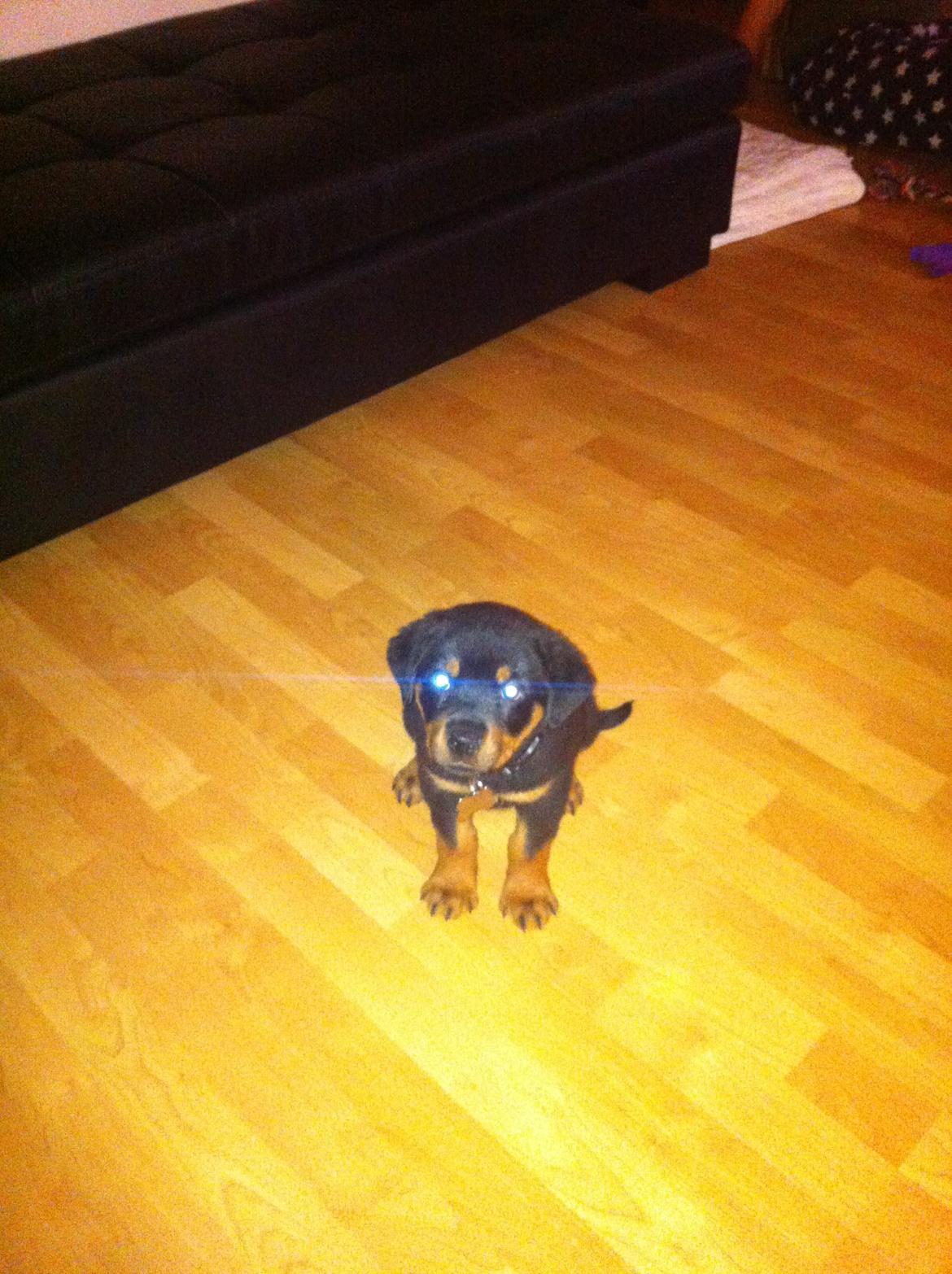Rottweiler Molly billede 8