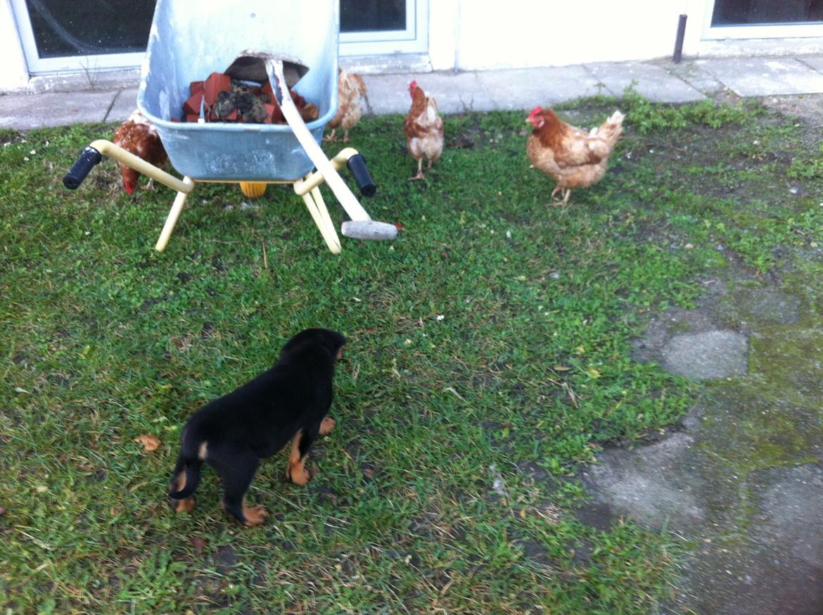 Rottweiler Molly billede 9
