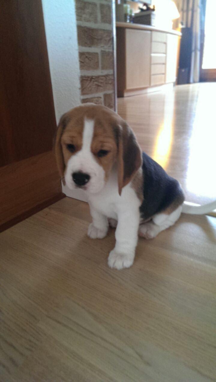 Beagle Molly billede 12