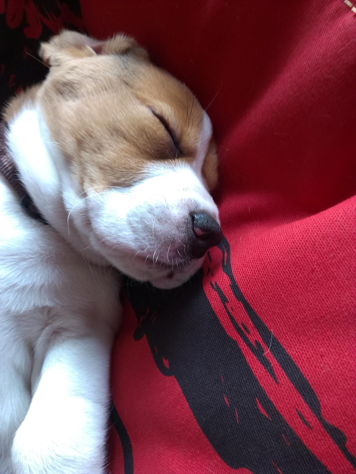 Beagle Molly billede 13