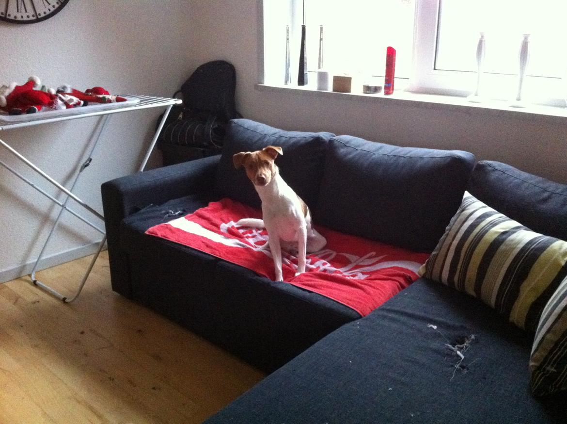 Dansk svensk gaardhund Simba billede 12