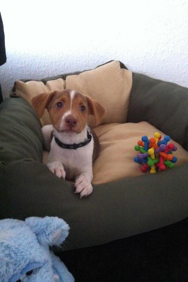 Dansk svensk gaardhund Simba billede 13