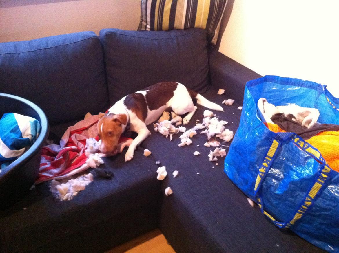 Dansk svensk gaardhund Simba billede 14