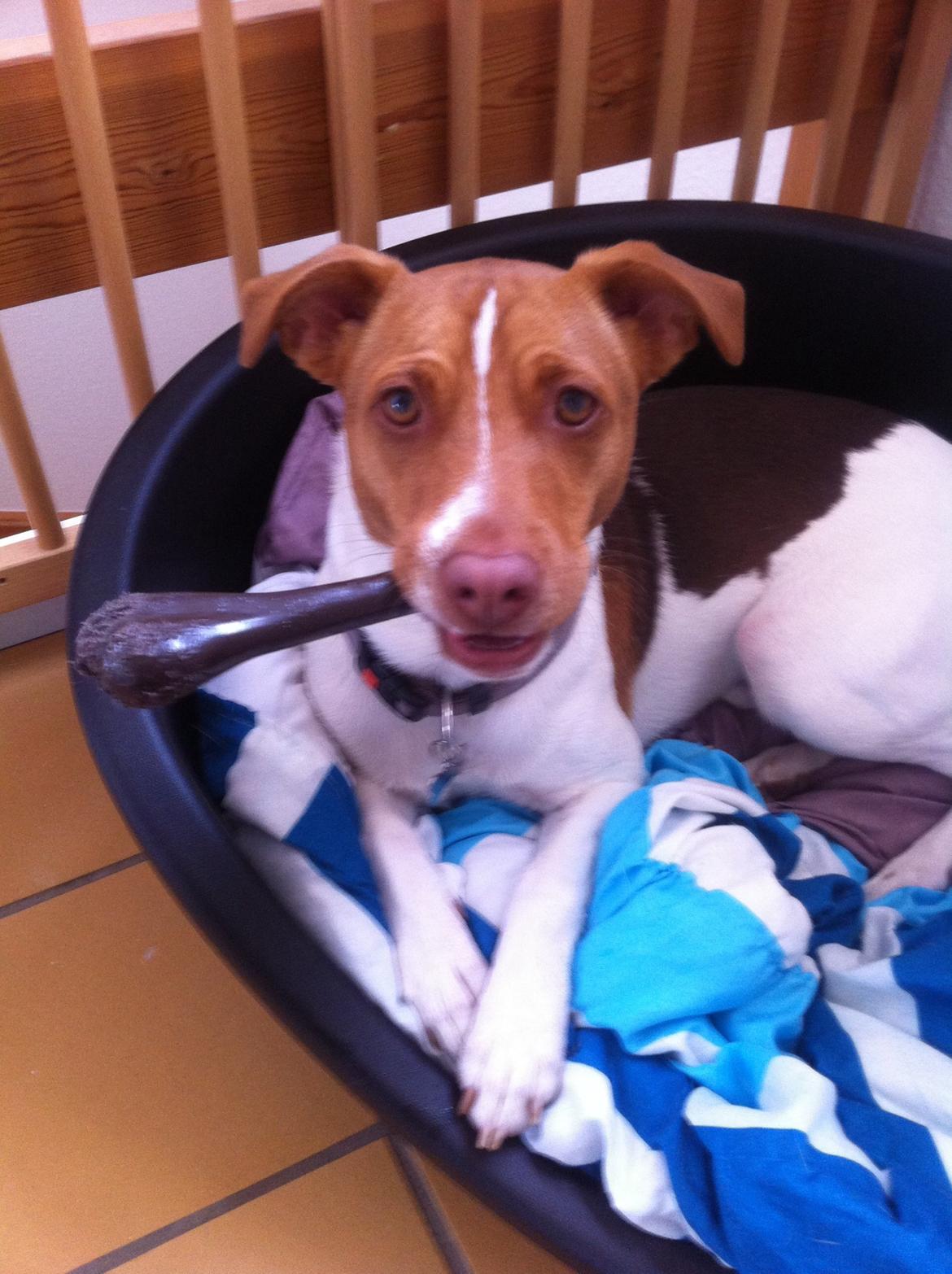 Dansk svensk gaardhund Simba billede 15