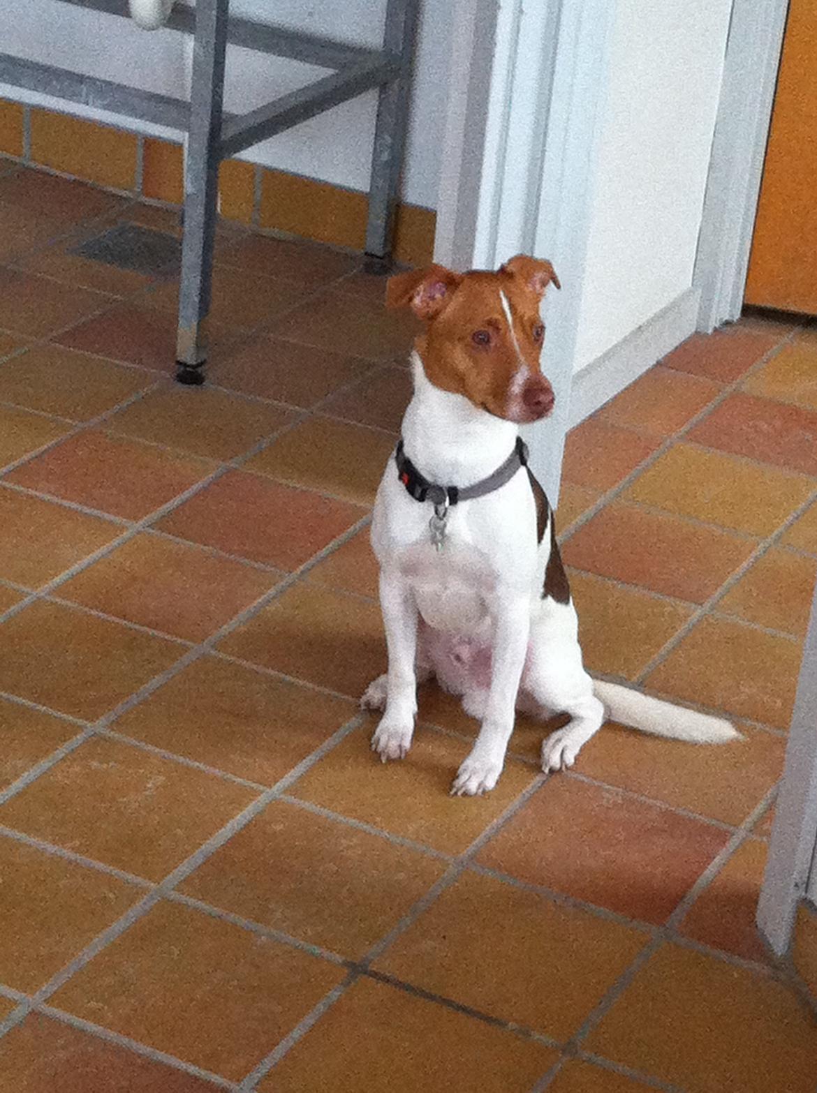 Dansk svensk gaardhund Simba billede 16