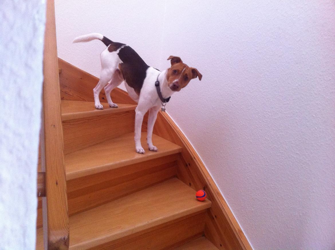 Dansk svensk gaardhund Simba billede 17