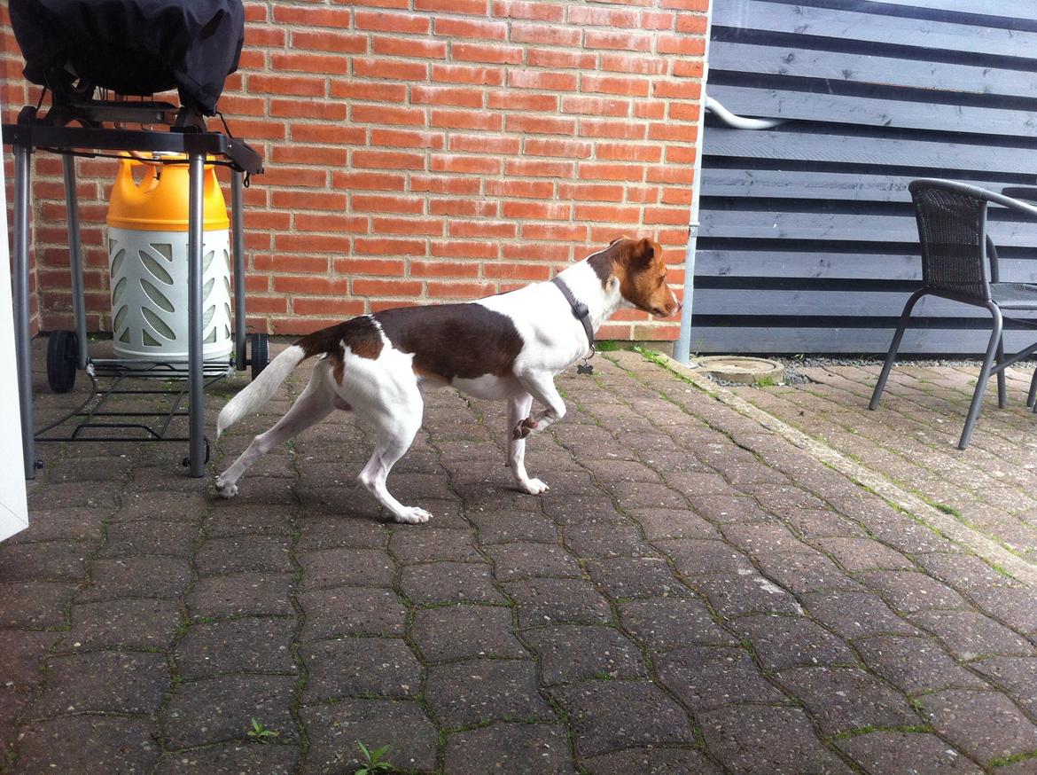 Dansk svensk gaardhund Simba billede 18