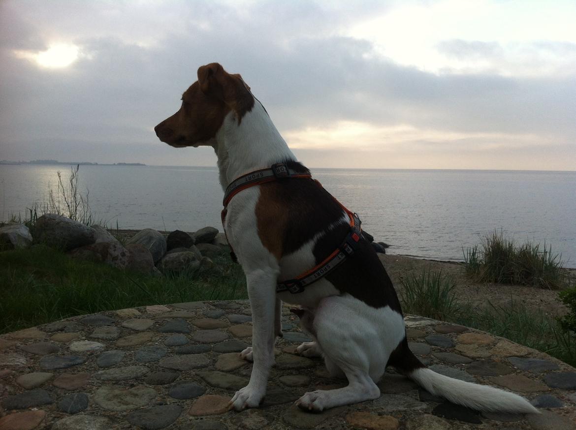 Dansk svensk gaardhund Simba billede 19