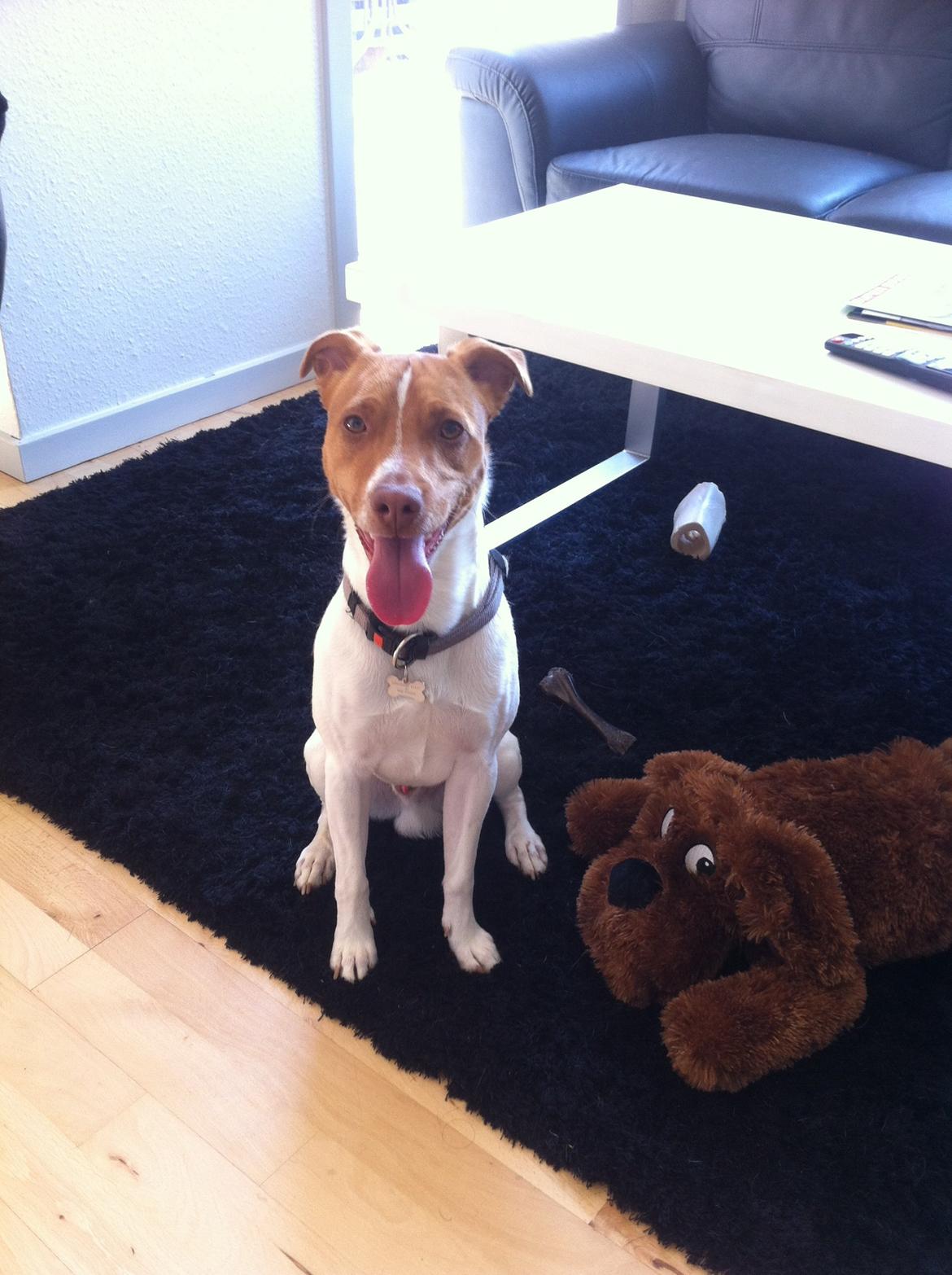 Dansk svensk gaardhund Simba billede 20