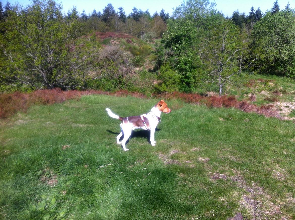 Dansk svensk gaardhund Simba billede 21