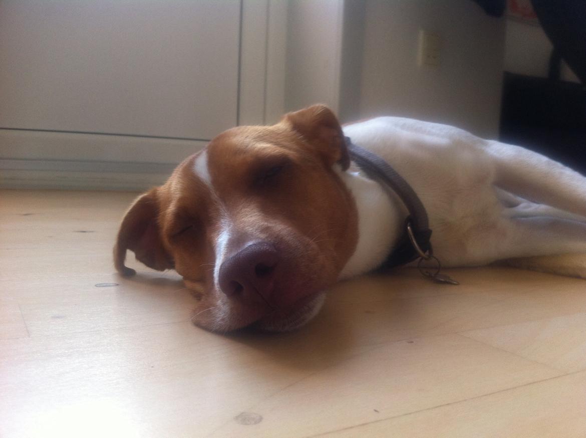 Dansk svensk gaardhund Simba billede 22