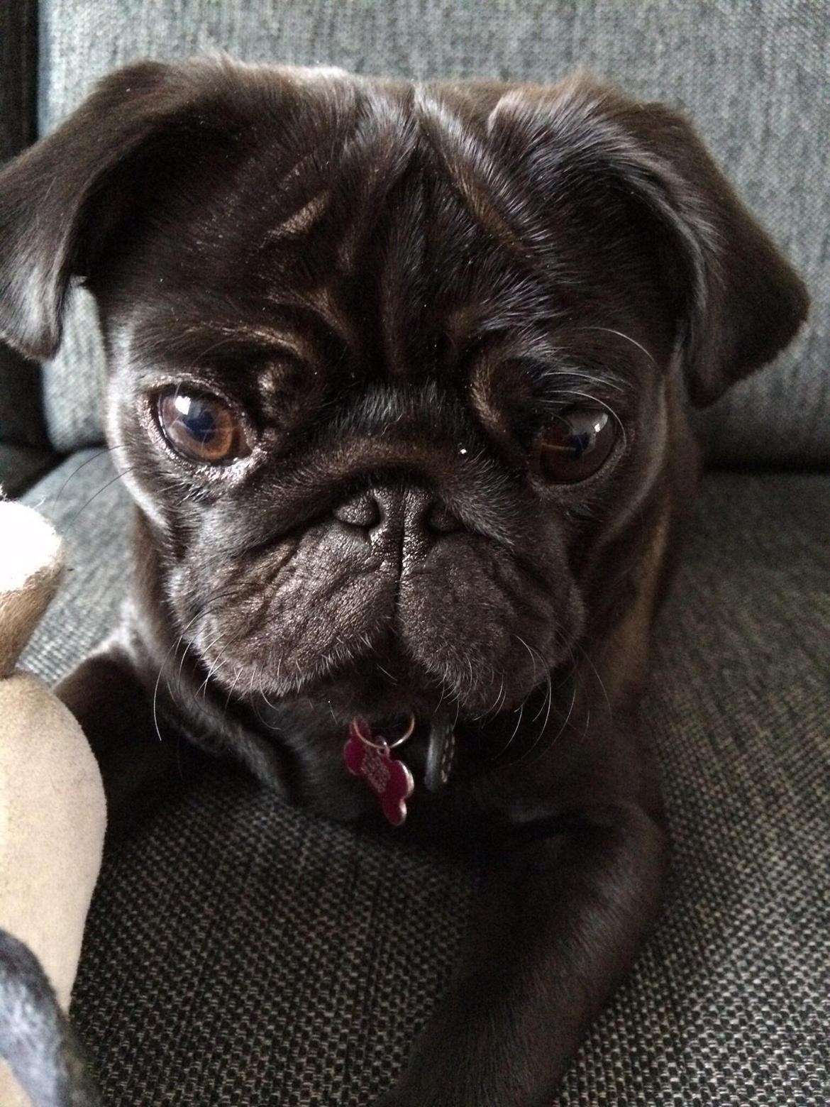 Mops Berta billede 22