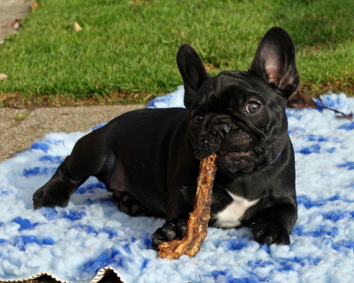 Fransk bulldog Regardez Moi A New Delecious Lexus billede 2