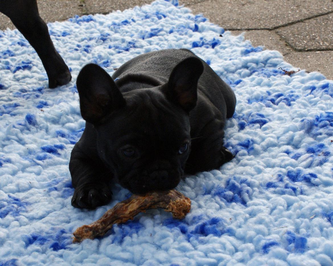 Fransk bulldog Regardez Moi A New Delecious Lexus billede 3