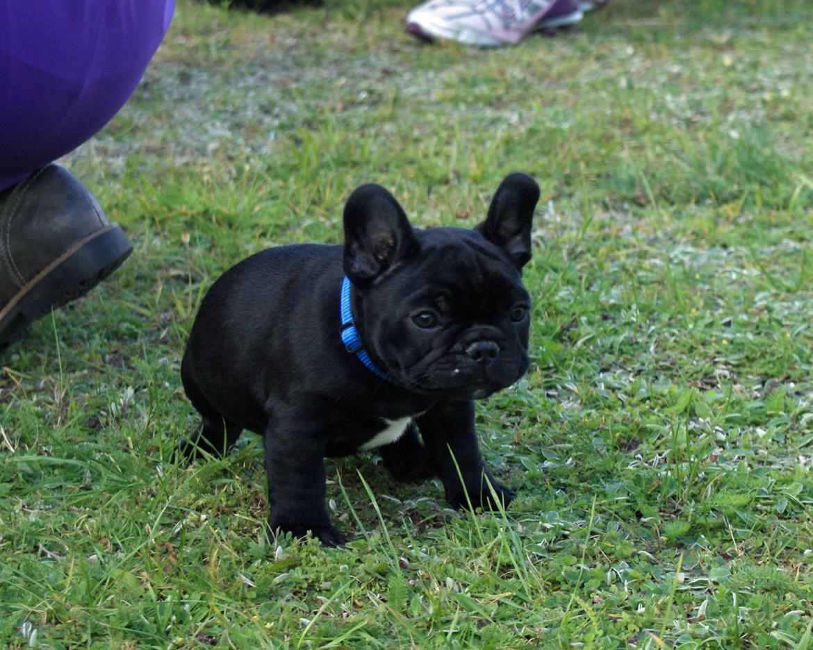 Fransk bulldog Regardez Moi A New Delecious Lexus billede 4