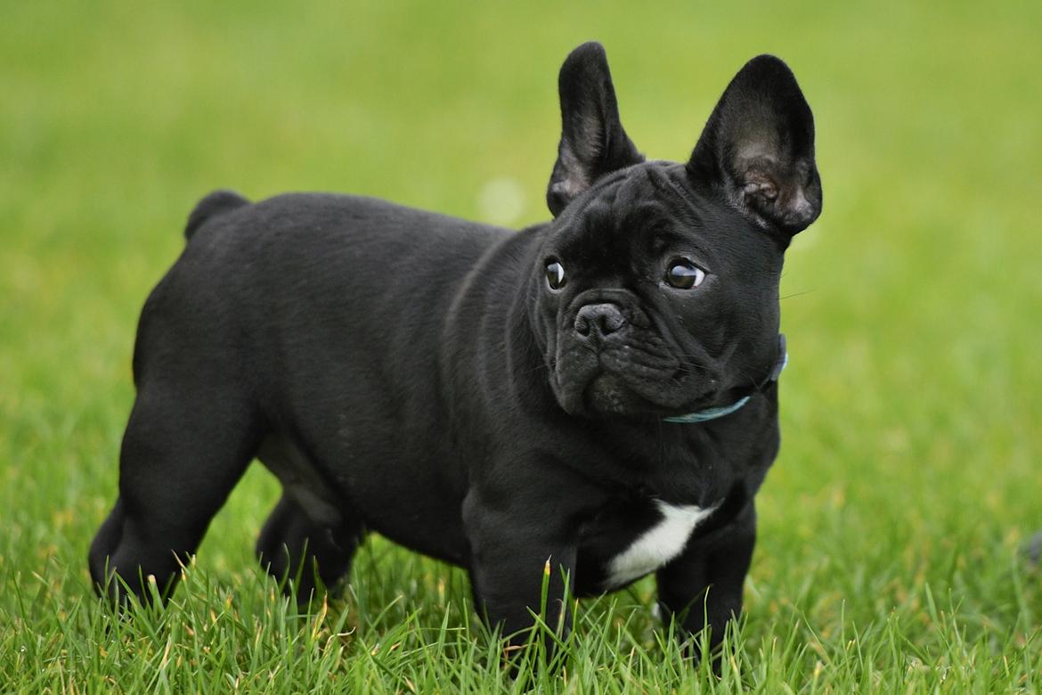 Fransk bulldog Regardez Moi A New Delecious Lexus billede 5