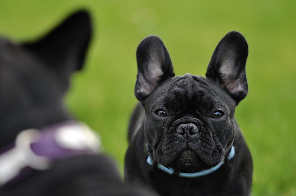 Fransk bulldog Regardez Moi A New Delecious Lexus billede 6