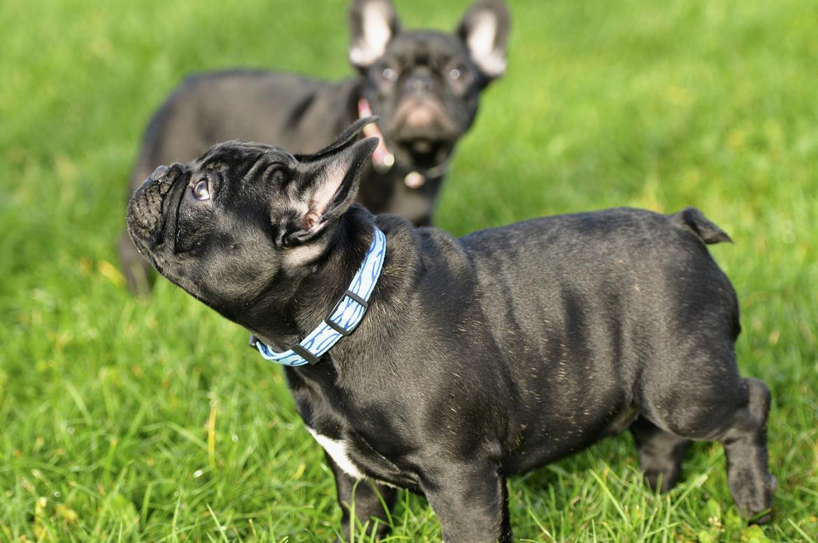 Fransk bulldog Regardez Moi A New Delecious Lexus billede 7