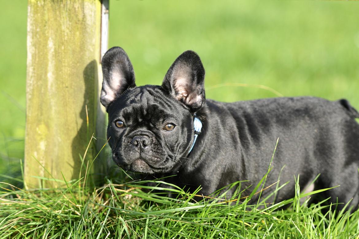 Fransk bulldog Regardez Moi A New Delecious Lexus billede 8