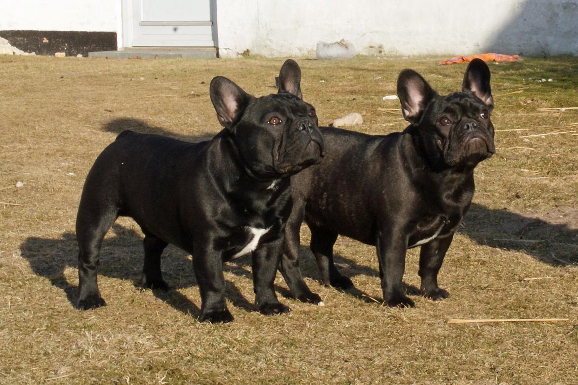 Fransk bulldog Regardez Moi A New Delecious Lexus billede 9