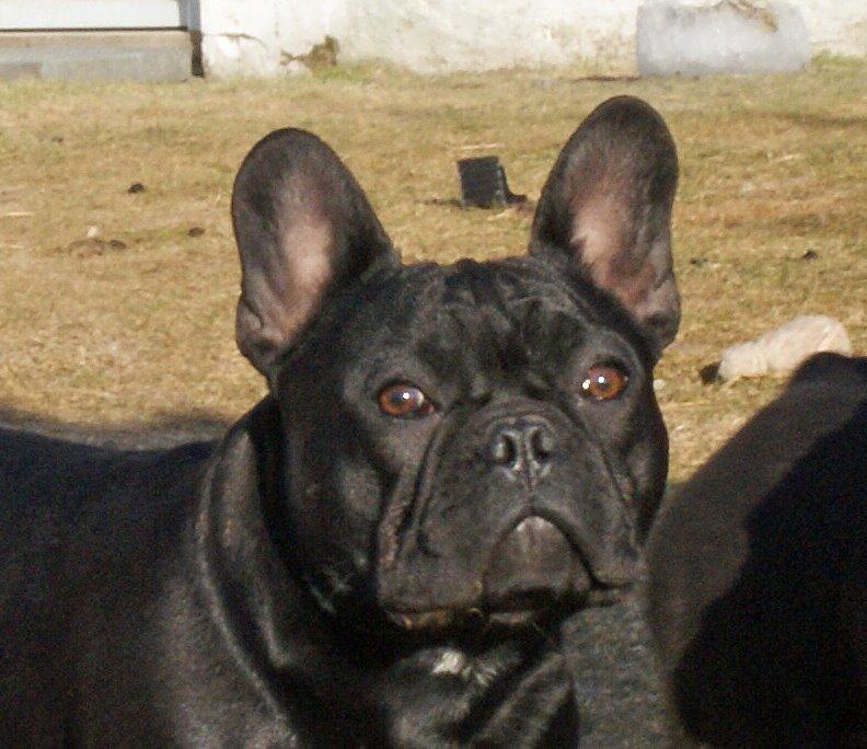 Fransk bulldog Regardez Moi A New Delecious Lexus billede 10