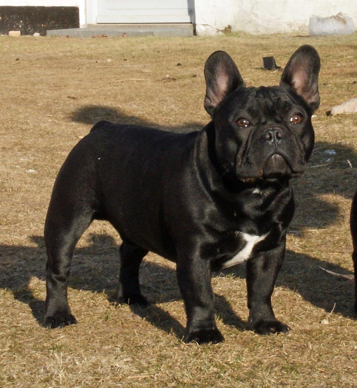 Fransk bulldog Regardez Moi A New Delecious Lexus billede 1