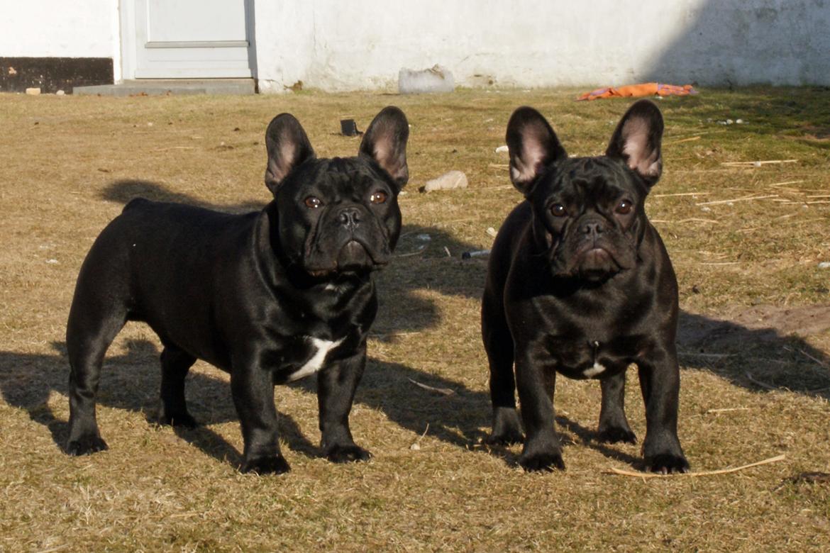 Fransk bulldog Regardez Moi A New Delecious Lexus billede 11