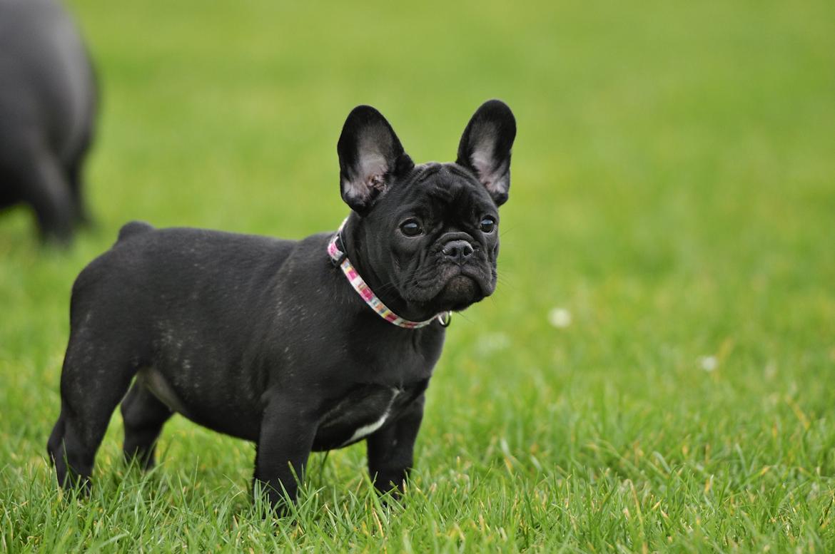 Fransk bulldog Regardez Moi A Big Fight By Molly billede 3