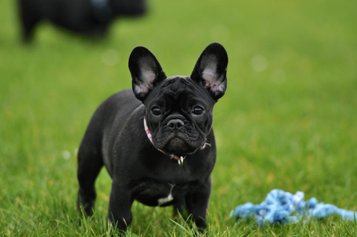 Fransk bulldog Regardez Moi A Big Fight By Molly billede 4