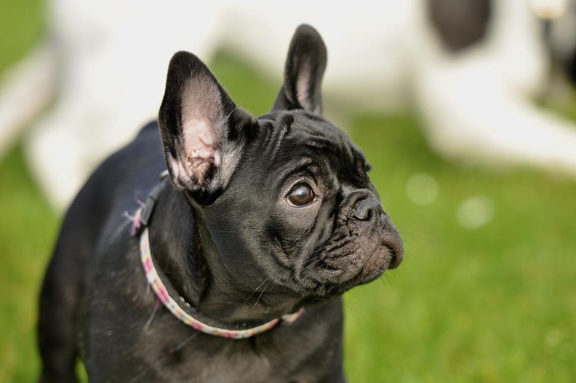 Fransk bulldog Regardez Moi A Big Fight By Molly billede 5