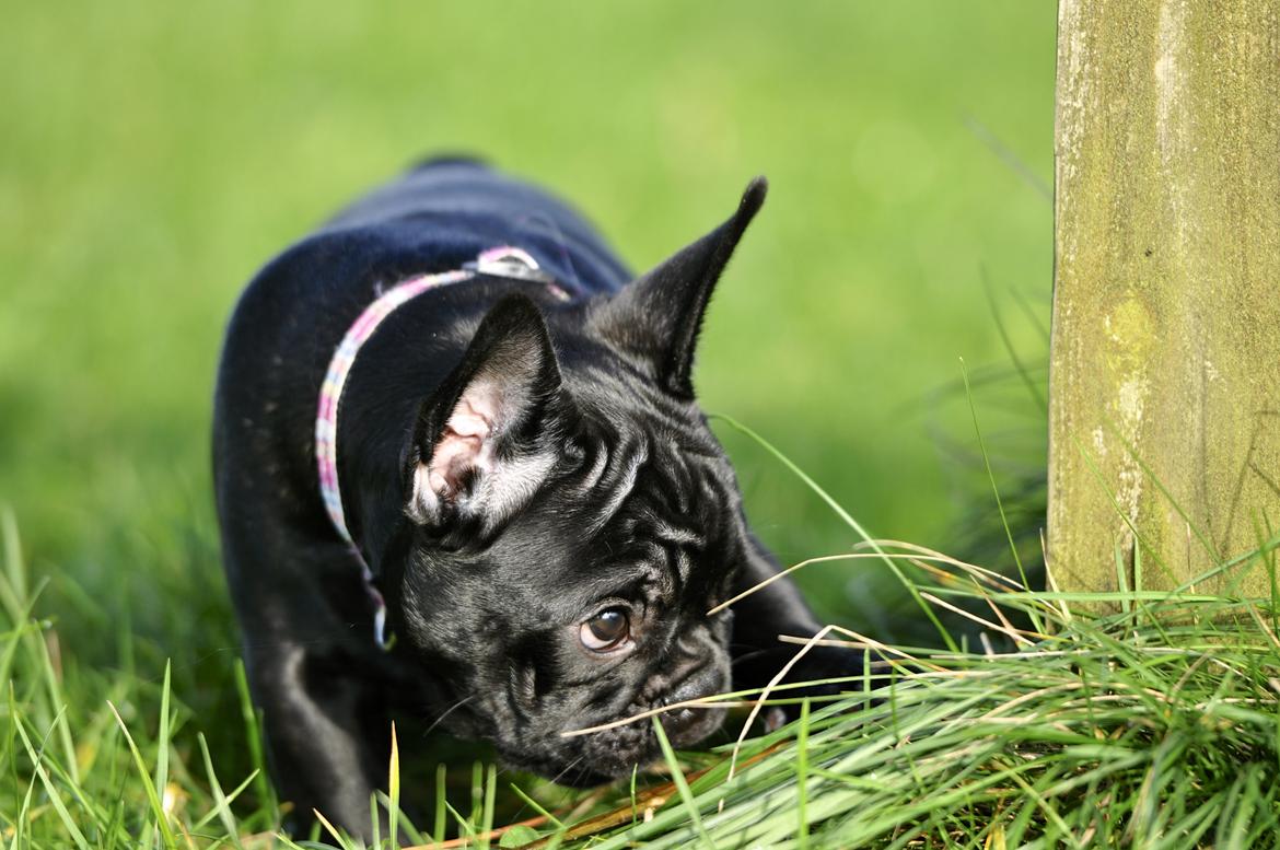 Fransk bulldog Regardez Moi A Big Fight By Molly billede 6
