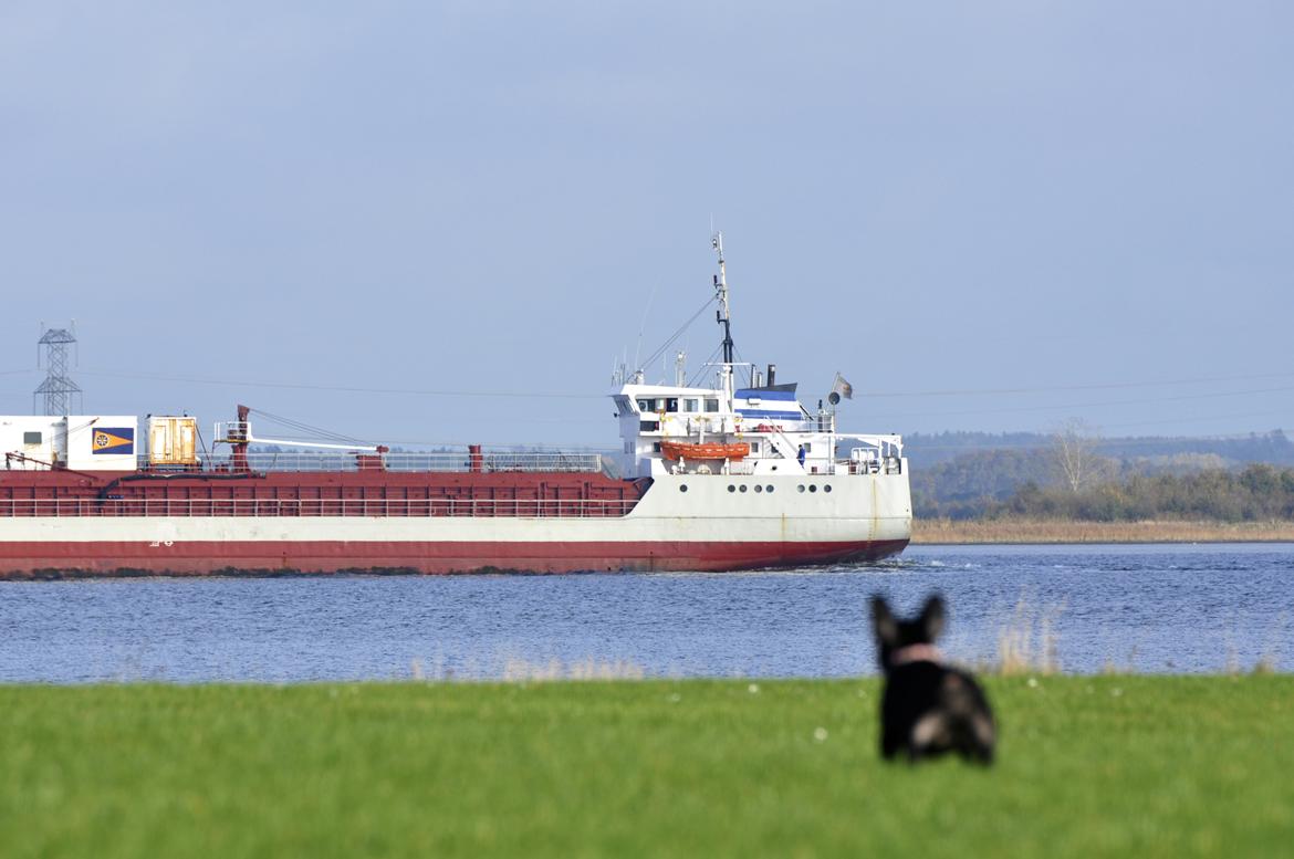 Fransk bulldog Regardez Moi A Big Fight By Molly billede 7