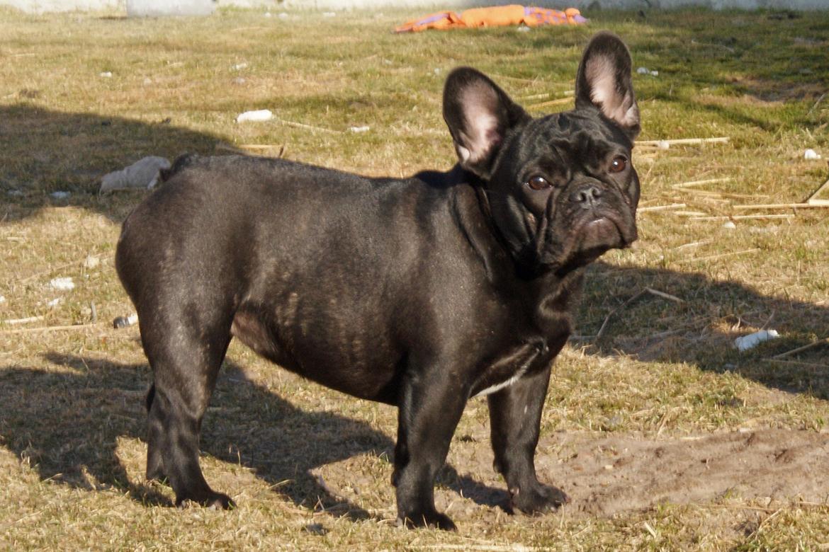 Fransk bulldog Regardez Moi A Big Fight By Molly billede 2