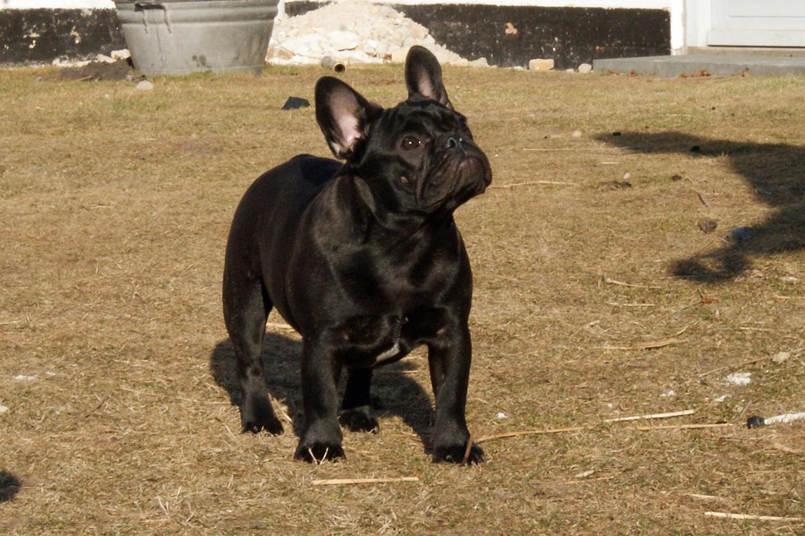 Fransk bulldog Regardez Moi A Big Fight By Molly billede 1