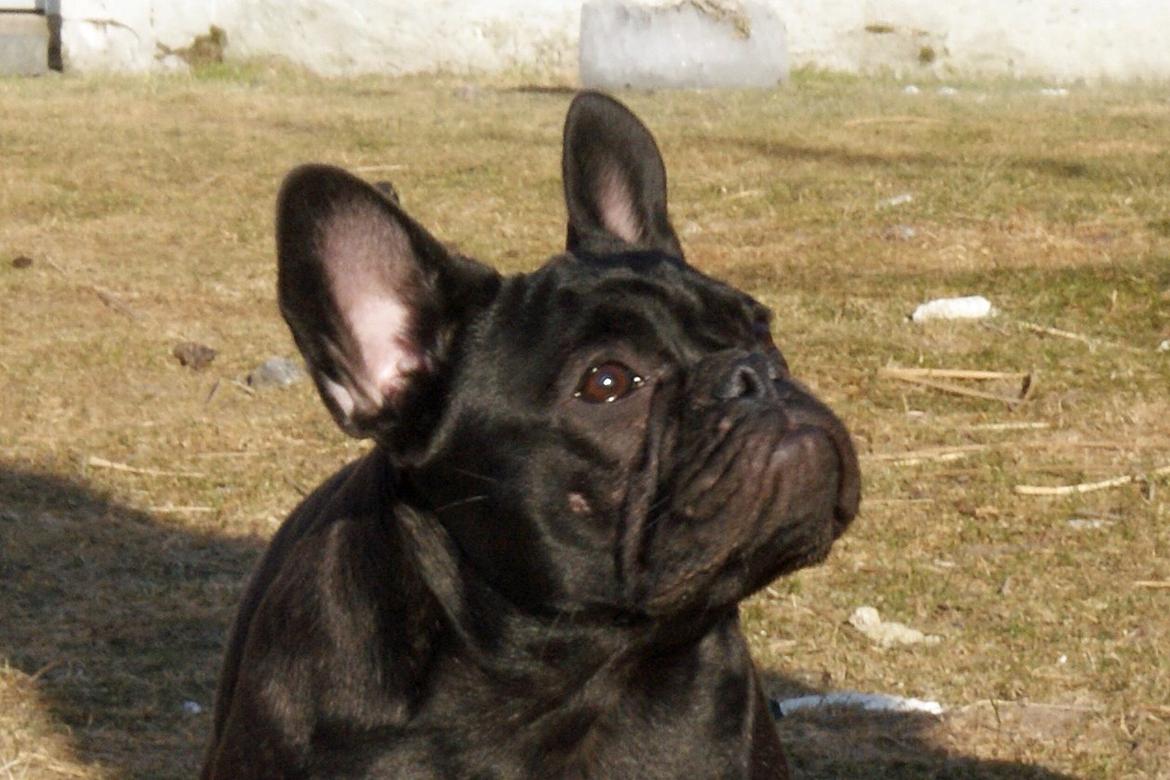 Fransk bulldog Regardez Moi A Big Fight By Molly billede 8
