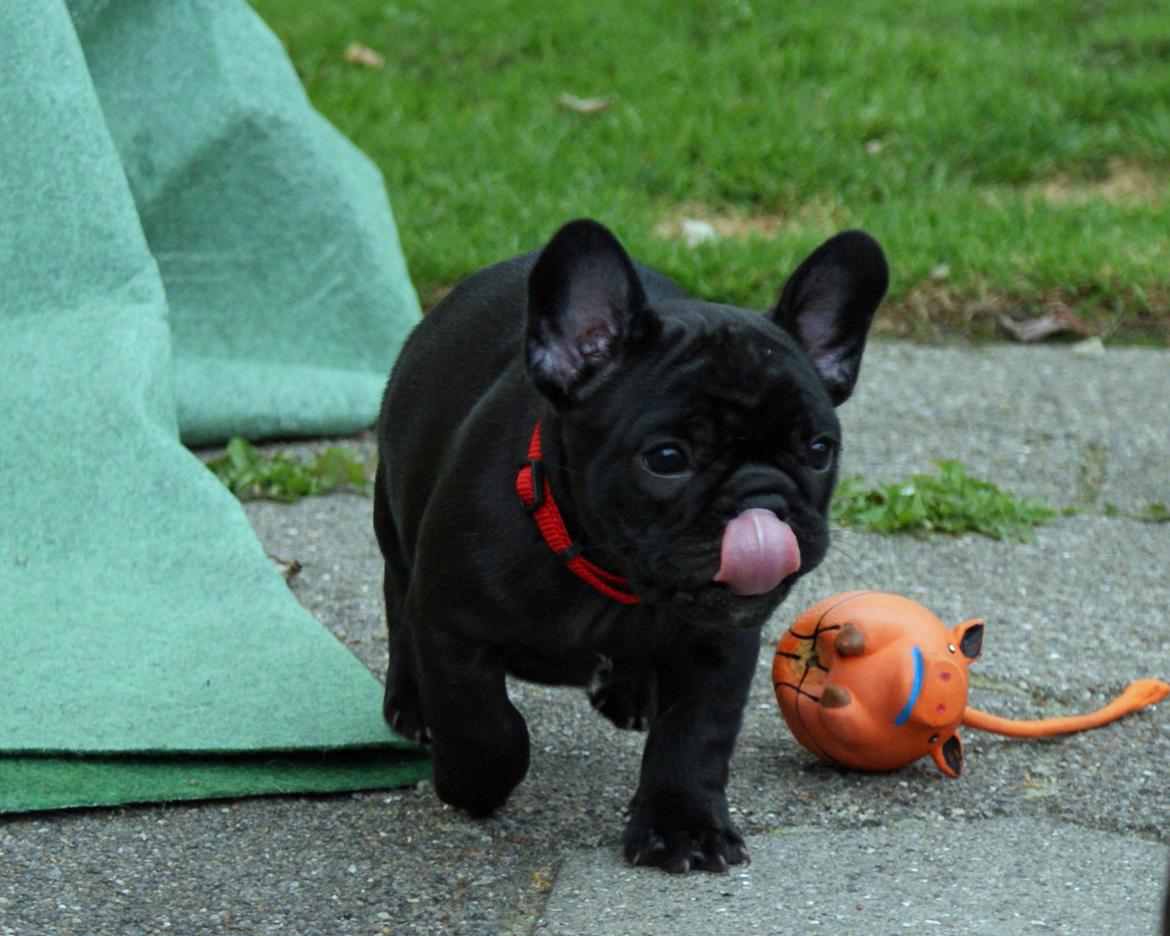 Fransk bulldog Regardez Moi A Big Fight By Molly billede 10