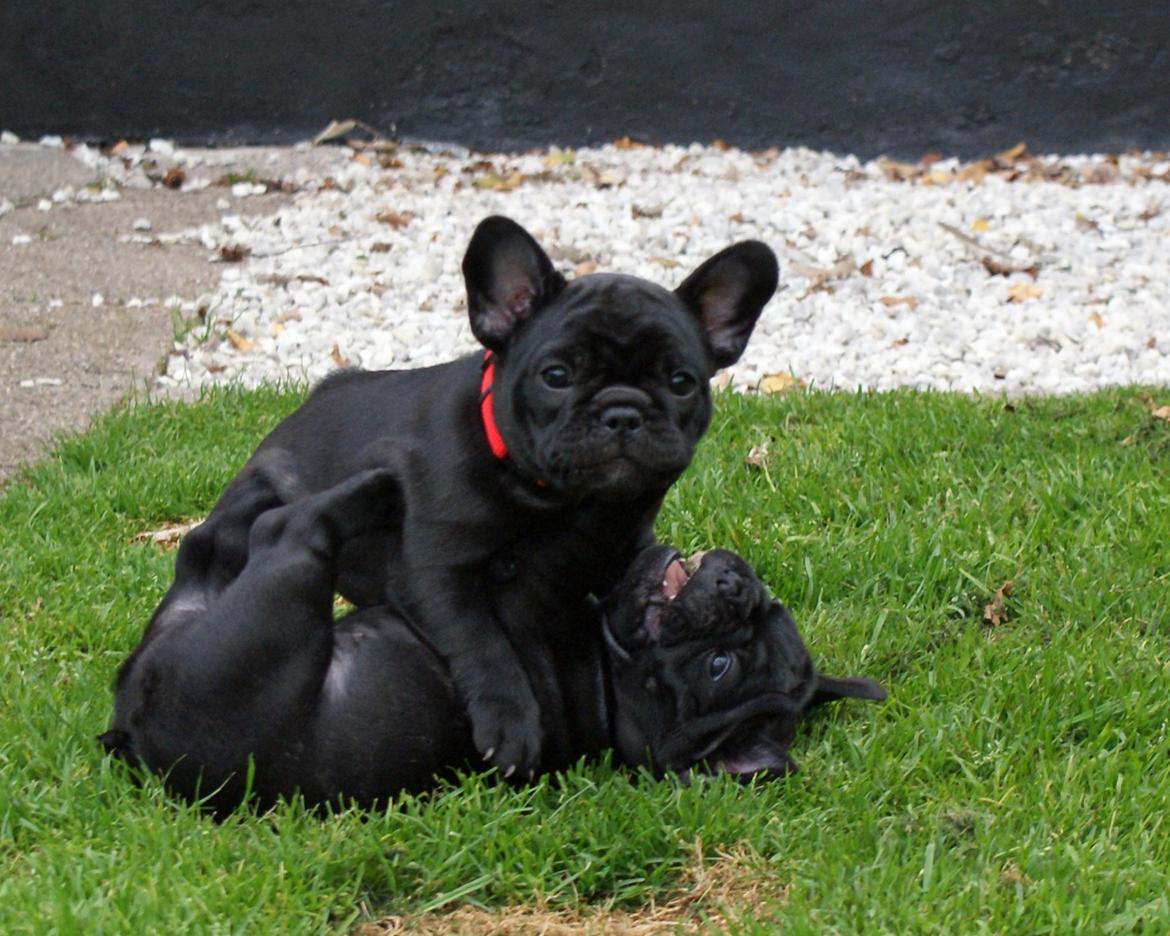 Fransk bulldog Regardez Moi A Big Fight By Molly billede 11